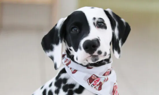 Dog With a Heart-Shaped Nose Spot Gifted to Military Dad Now Assists Autistic Son