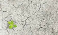 The Climate Hustle