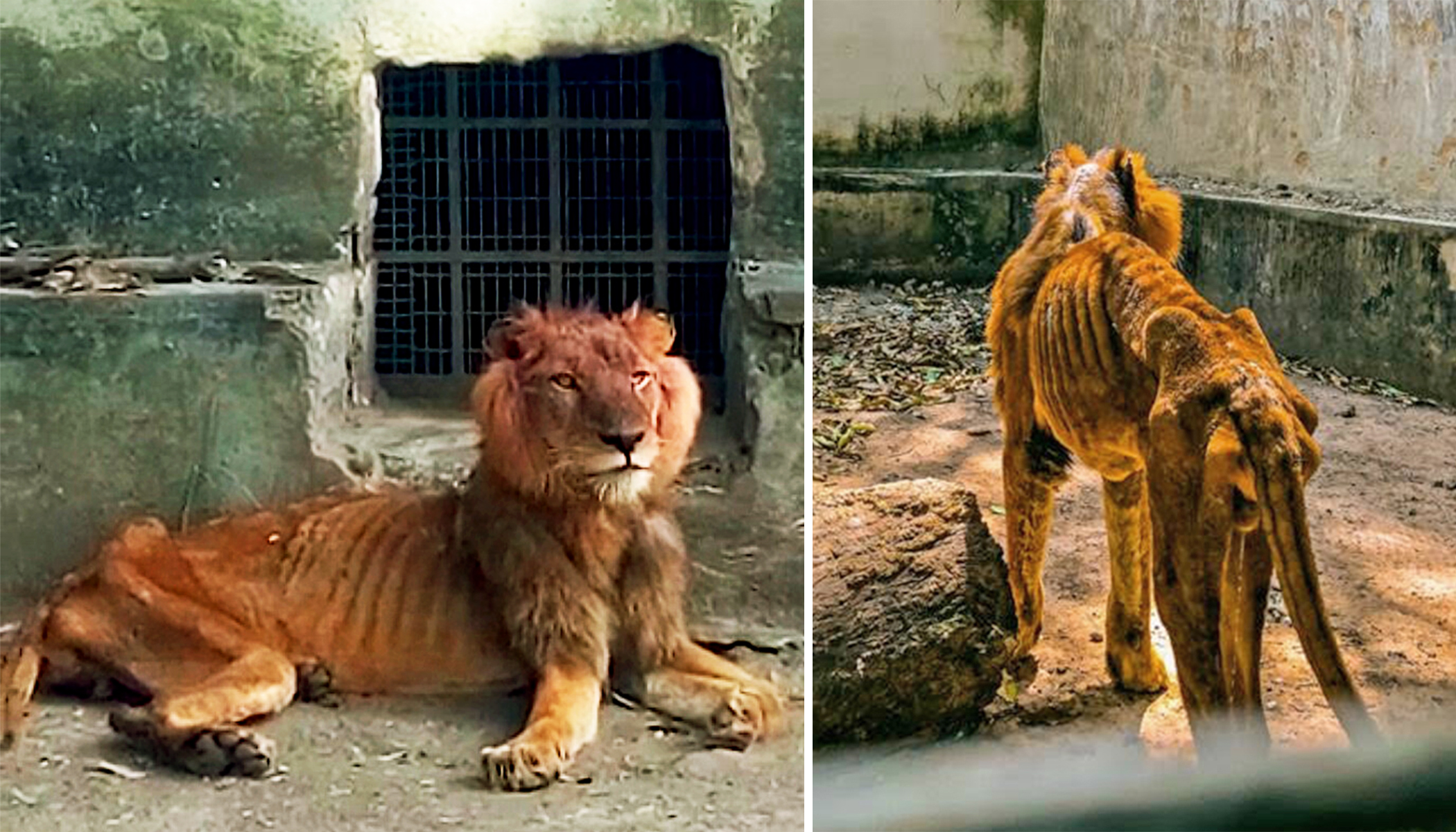 Shocked Visitor Reports Emaciated Lion and Starving Animals at Horrific Nigerian Zoo