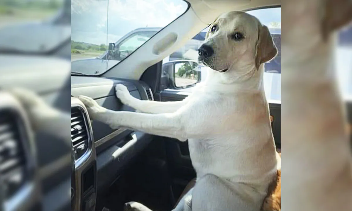 (Courtesy of The Retrievers)