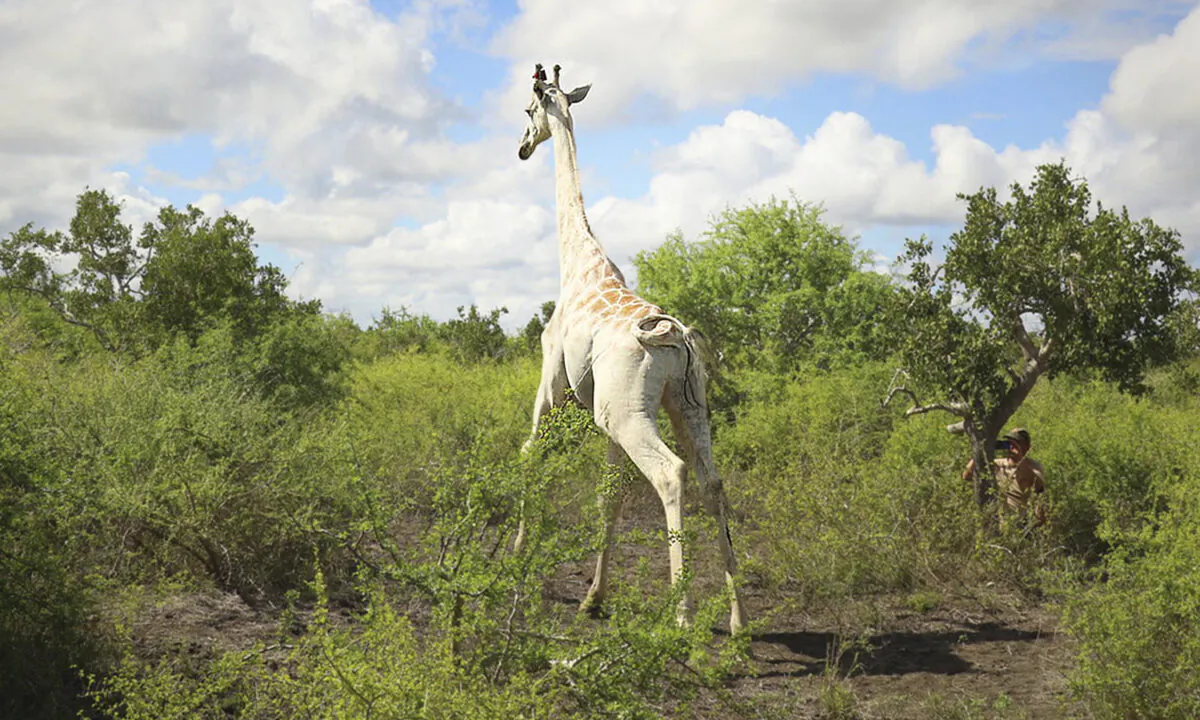 (Courtesy of Northern Rangelands Trust)