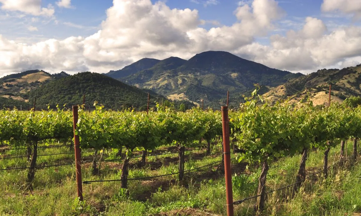 Napa Valley. (Rachael Towne)