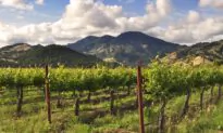 Winery to Watch: St. Supéry