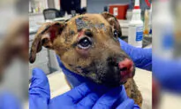 Badly Burned Puppy Saved and Adopted After Being Set on Fire Inside a Plastic Crate