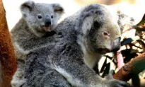 Sterilisation: Conservationist Says Wind Farm Threatens Koala Mating Habits