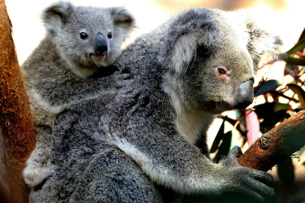 A seven month-old Northern Koala joey clings to his mother Tara after emerging from her pouch at Sydney Wildlife World in Sydney, Australia on July 31, 2007. (Ian Waldie/Getty Images)