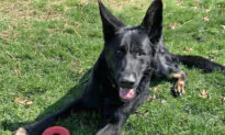 Dog Shot in the Face by Owner Makes Full Recovery, Finds Perfect New Home