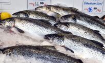 Fire in Tasmanian Fish Farm Sets 52,000 Salmon Free