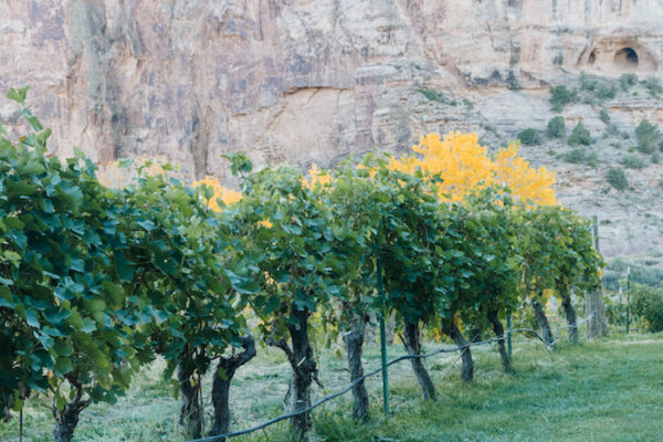 sutcliffe vineyards