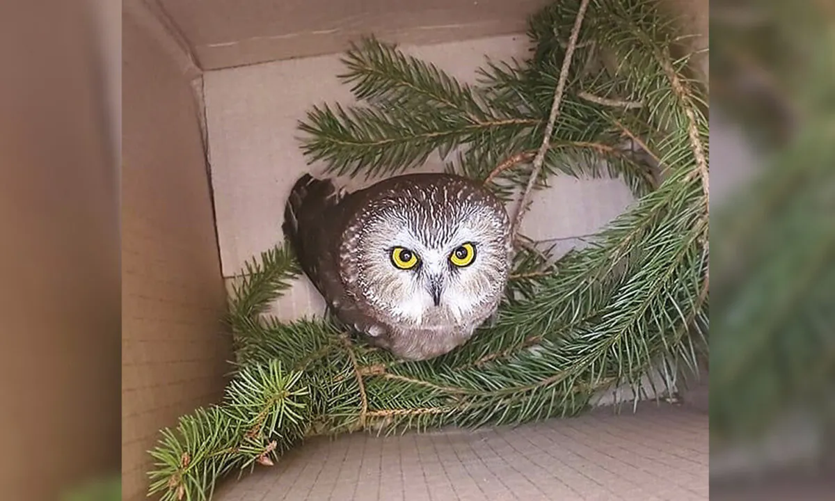(Courtesy of Ravensbeard Wildlife Center)