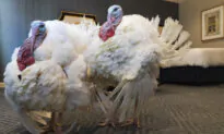LIVE: President Donald Trump and the First Lady Pardon National Thanksgiving Turkey (Nov. 24)