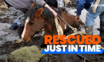 Amazing Rescue of Little Filly