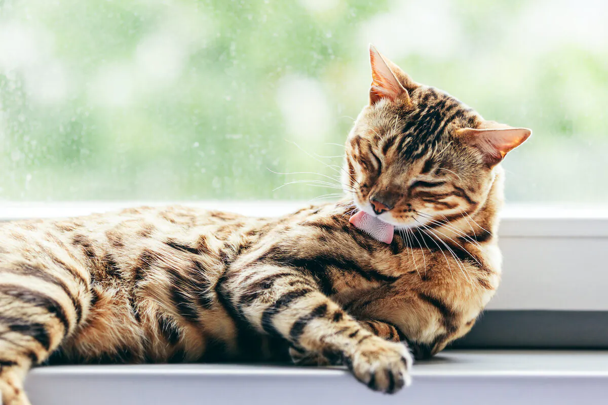 When cats don't groom themselves, their fur starts to mat. (PHOTOCREO Michal Bednarek/Shutterstock)