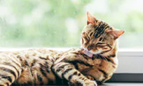 Ask the Vet: Matted Cat May Be in Pain