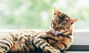 Ask the Vet: Matted Cat May Be in Pain