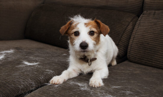 Get Pet Hair and Fragrance Buildup out of the Laundry