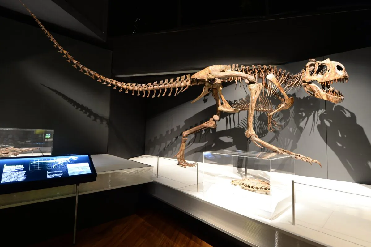 The Australian Museum (AM) opens its all-new 1,000sqm touring exhibition hall with an update of its own acclaimed exhibition, Tyrannosaurs – Meet the Family. (Supplied by the Australian Museum)