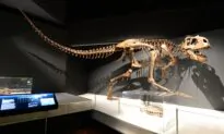 New-Look Australian Museum Reopens Free of Charge