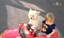 Dog Gives Toddler a Ride in Toy Convertible
