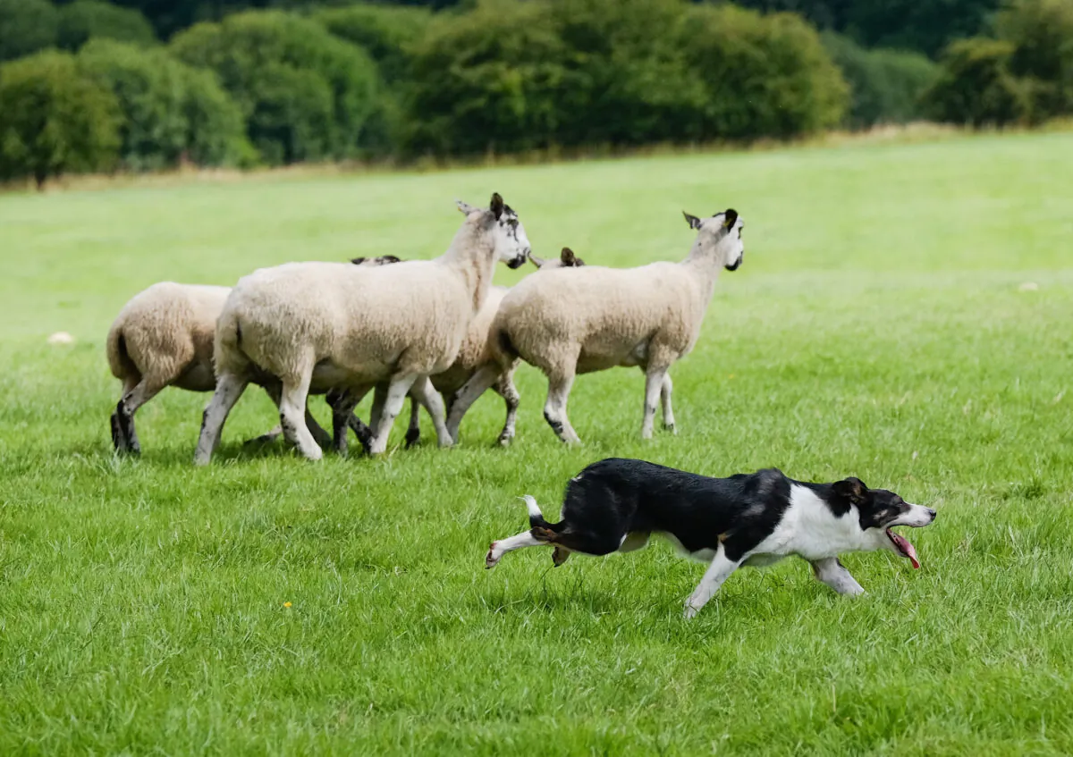 A sheepdog during the British National Sheep Dog Trials in York, England, on Aug. 6, 2016. (Ian Forsyth/Getty Images)