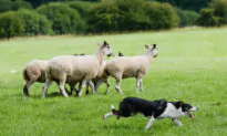 America Essay Contest: America Is the Sheepdog That Protects From the Wolves of the World