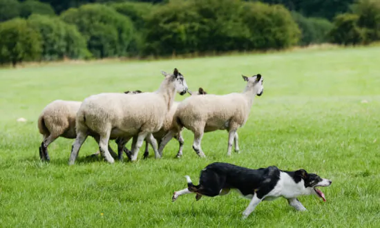Lab Grown ‘Meat’ to Replace ‘Old Fashioned Meat’ for Pets in UK: CEO