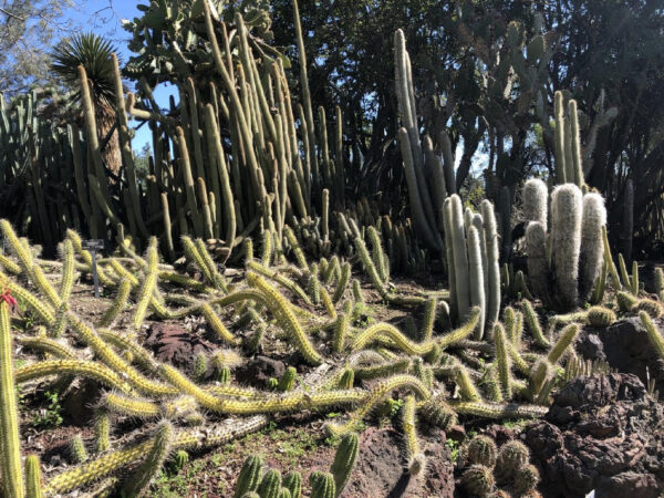 cacti