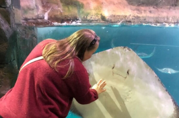 stingray
