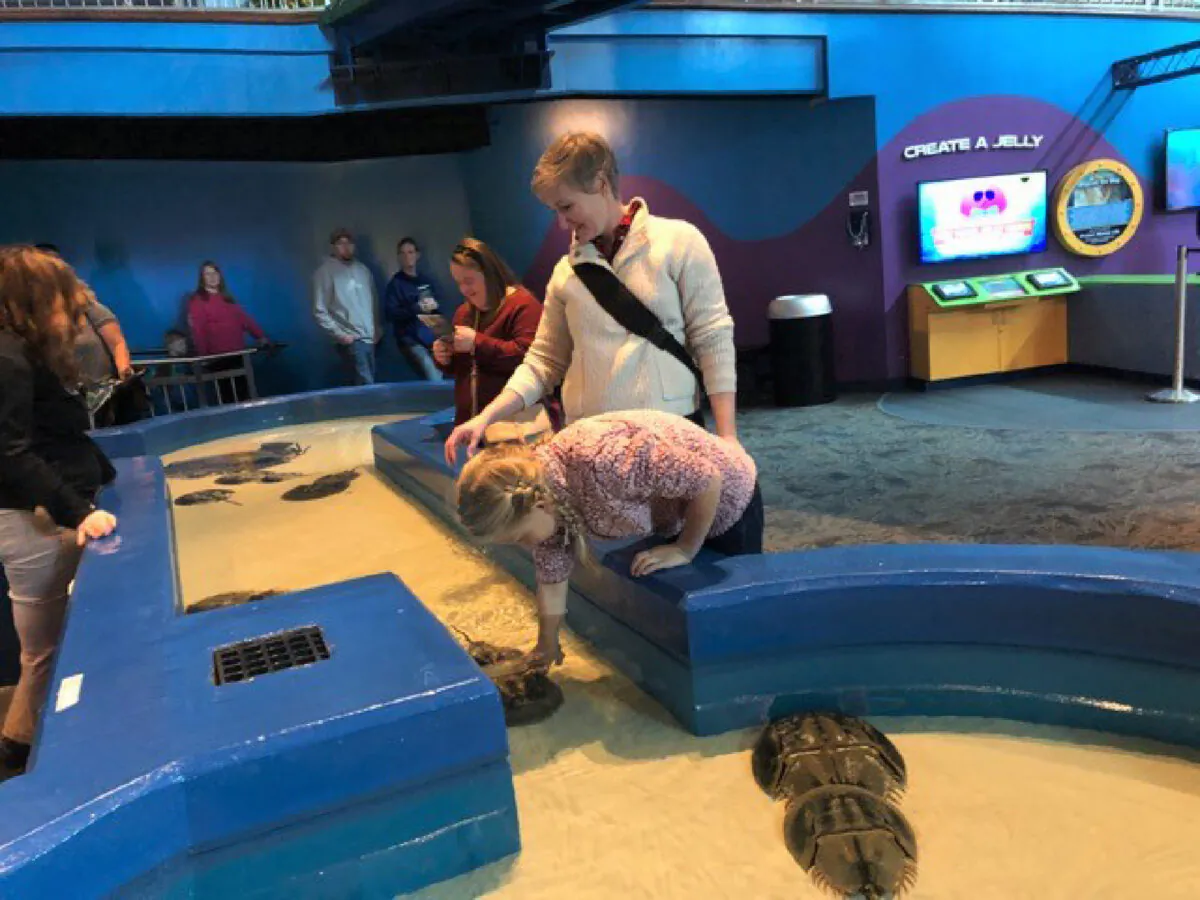 The Discovery Center at Ripley's Aquarium of the Smokies in Gatlinburg, Tenn., offers guests the opportunity to touch horseshoe crabs. (Courtesy of Bill Neely)