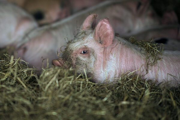 British Pigs