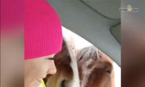 Friendly Horses Block Road