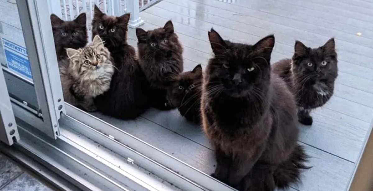 (Courtesy of Chatons Orphelins Montréal)