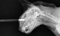 ‘Barbaric Act’: Kitten Shot Through the Eye With Crossbow Bolt Rescued, Seeking New Home
