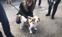 Couple’s Cocker Spaniel Stolen for Breeding Reunited With Owners Over 6 Years Later