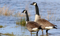 Goose Population Can Be Controlled