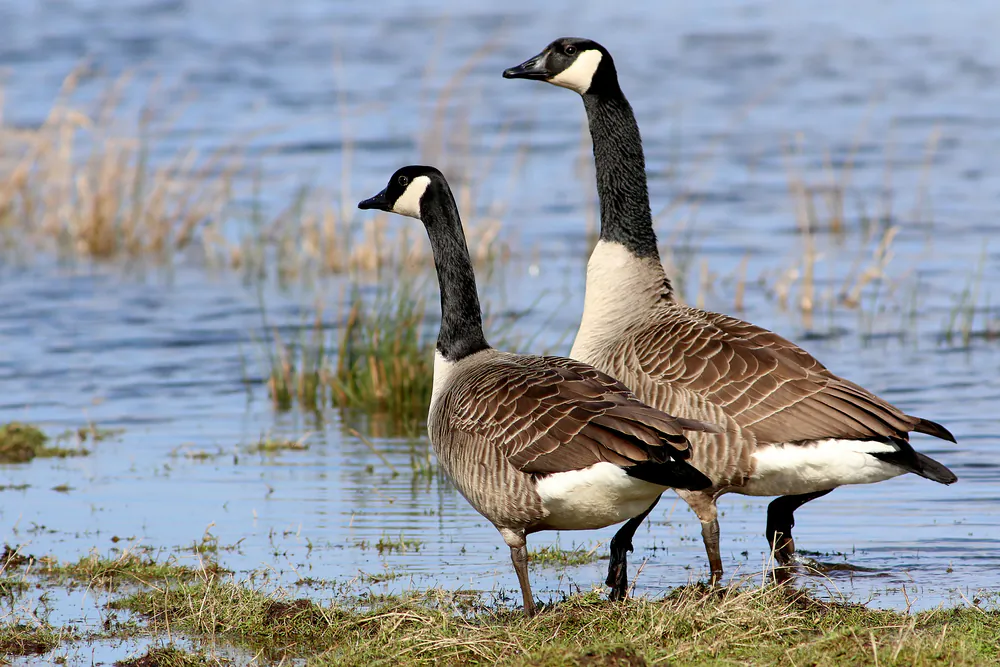 Canada geese are protected under the Migratory Bird Convention Act. (Ger Bosma Photos/Shutterstock)