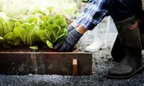 Seeding a New Year