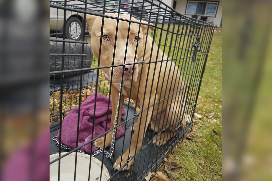 Abandoned Dog in Crate With Bag of Food Found on a Road, Michigan Woman ...