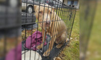 Abandoned Dog in Crate With Bag of Food Found on a Road, Michigan Woman Says, Finds New Home