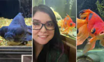 Neglected 10-Year-Old Goldfish Turned Black–but Transforms After Rescuer Nurses Him Back to Health