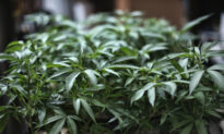 Multi-Agency Raids Target Illegal Marijuana Grows in LA County