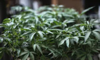 Nebraska Governor Blasts Marijuana Legalization Push: ‘You’re Gonna Kill Your Kids’