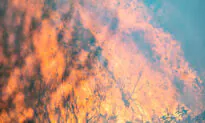 Silverado Canyon’s Bond Fire Now Half Contained