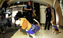 Sniffer-Dogs Being Trained to Operate in Australian Airports for COVID Defence