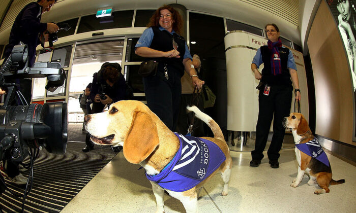 are dogs allowed in perth airport