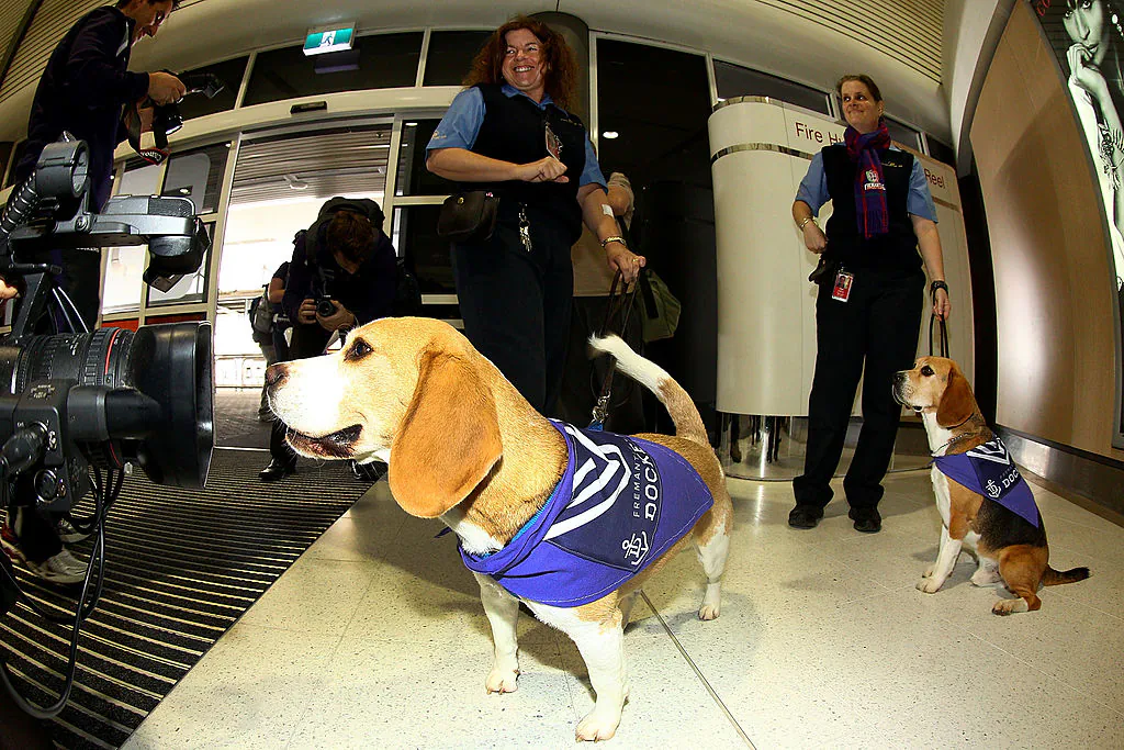 Sniffer dogs wear Dockers coats at the Perth Airport on September 26, 2013 in Perth, Australia. (Paul Kane/Getty Images)