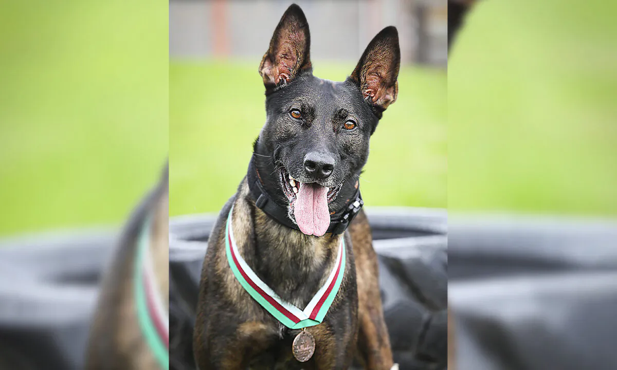 Retired military dog Kuno received the prestigious PDSA Dickin Medal for valor—the animal Victoria Cross. (Courtesy of PDSA)