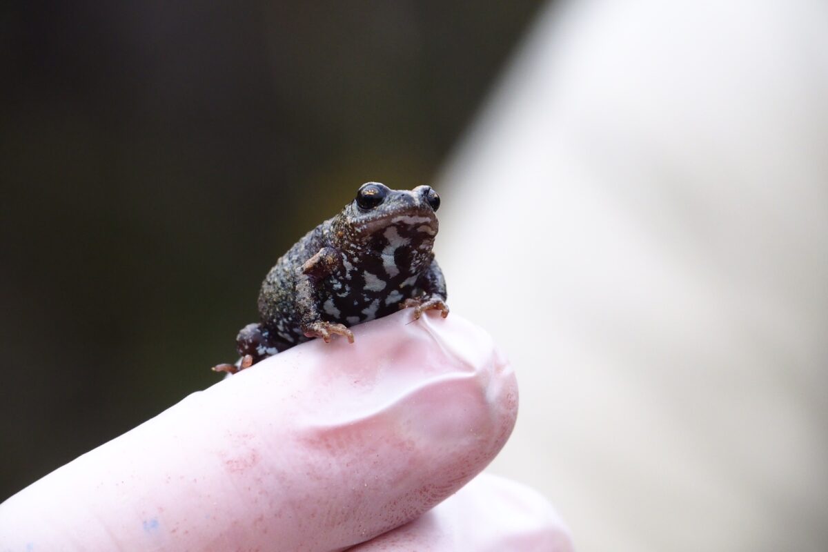 Bibrons toadlet