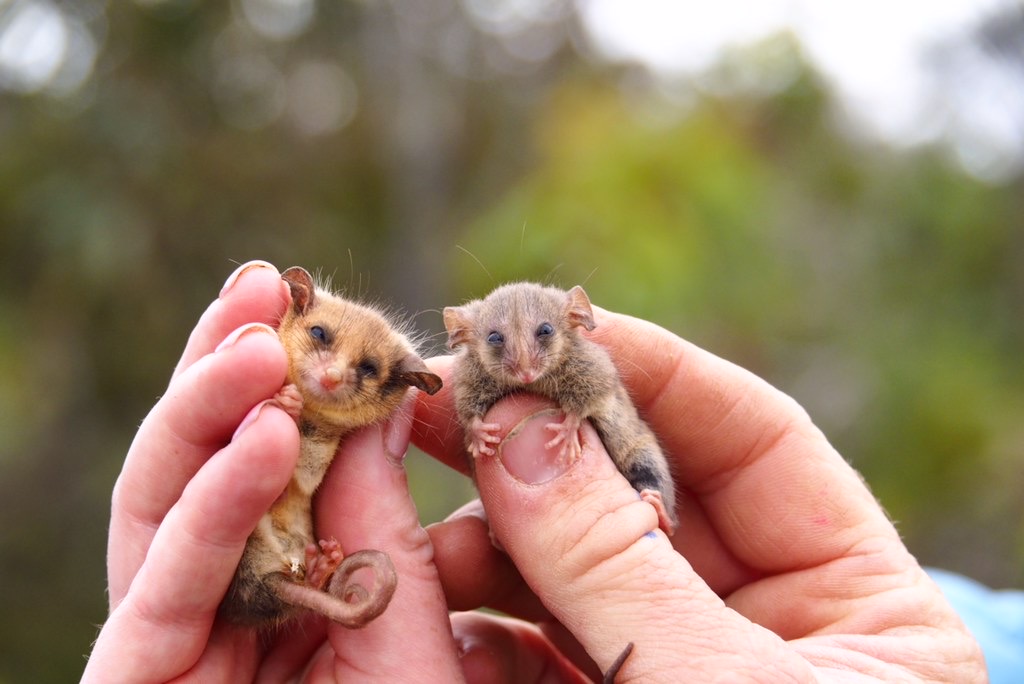 Western pygmy possum, Little pygmy possum