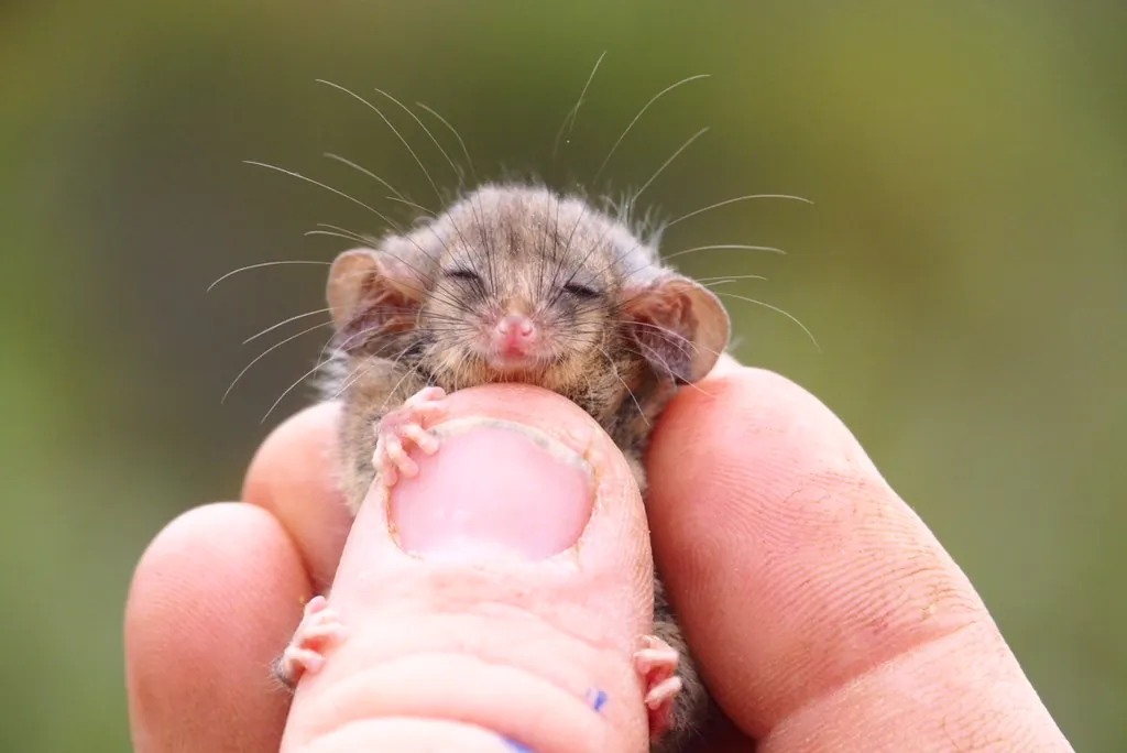A little pygmy possum has been found in South Australia for the first time since the summer bushfires. (Ashlee Benc/Kangaroo Island Land For Wildlife)